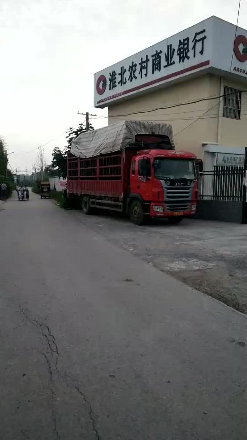 大丰收淮北杜集葡萄基地