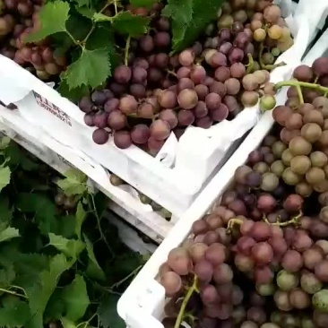 大丰收淮北杜集葡萄基地