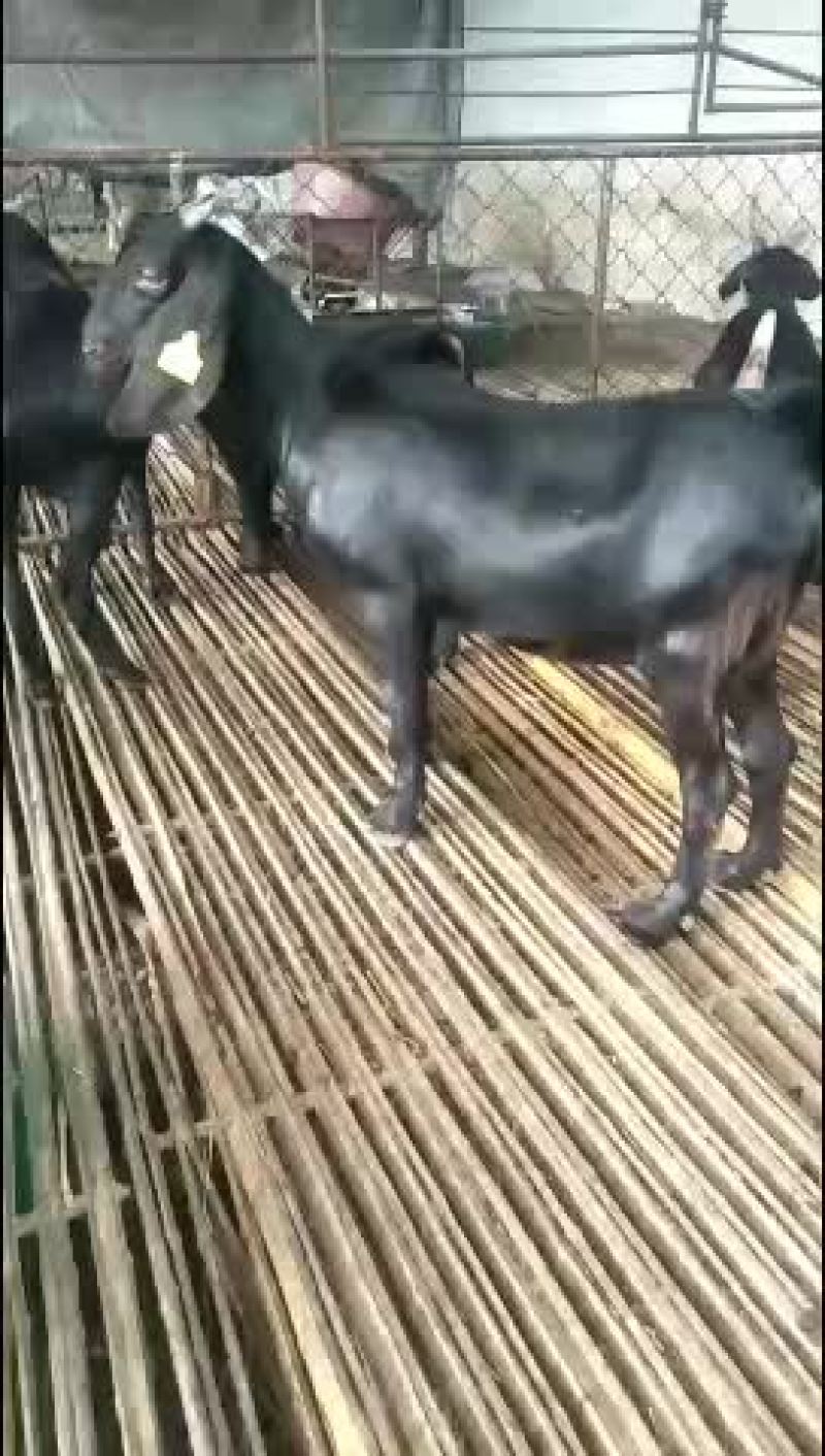 努比亚黑山羊羊苗怀孕母羊育肥羊苗效益分析养殖技术
