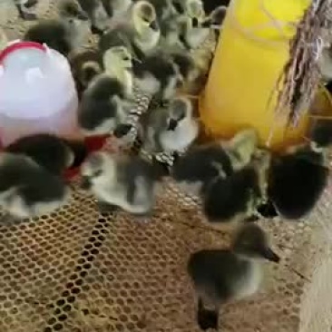 狮头鹅苗