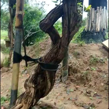 凌霄