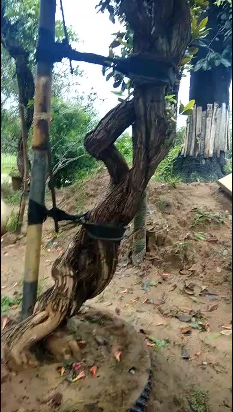 凌霄