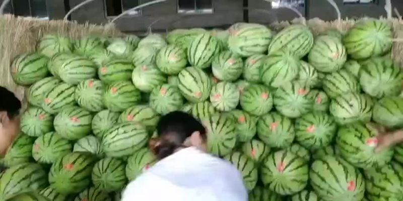 【热销中】宁夏硒砂瓜大量上市口感甜皮色漂亮