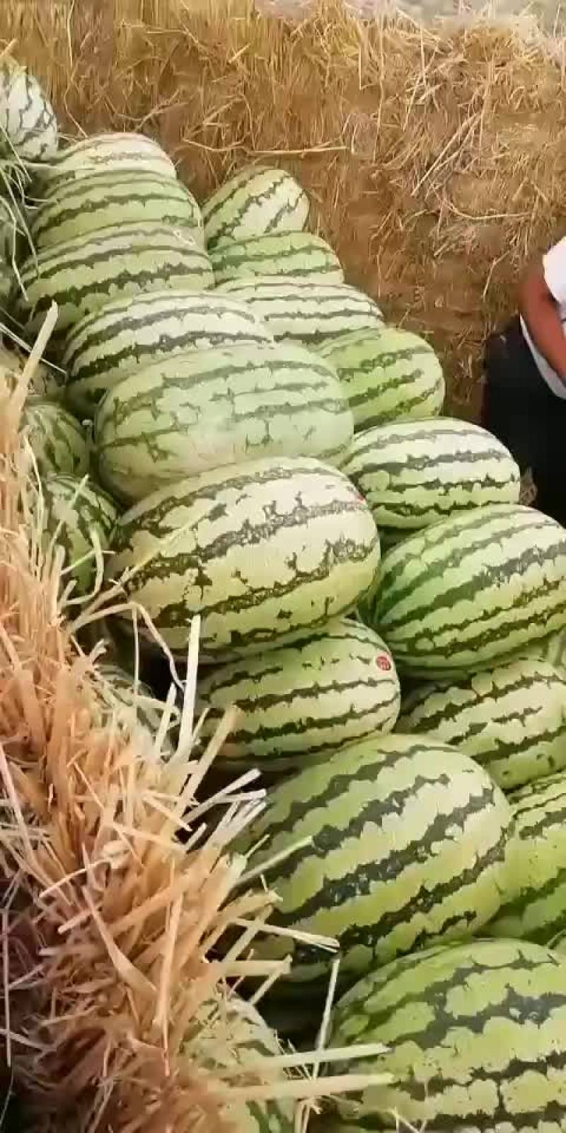 【热销中】宁夏硒砂瓜大量上市口感甜皮色漂亮