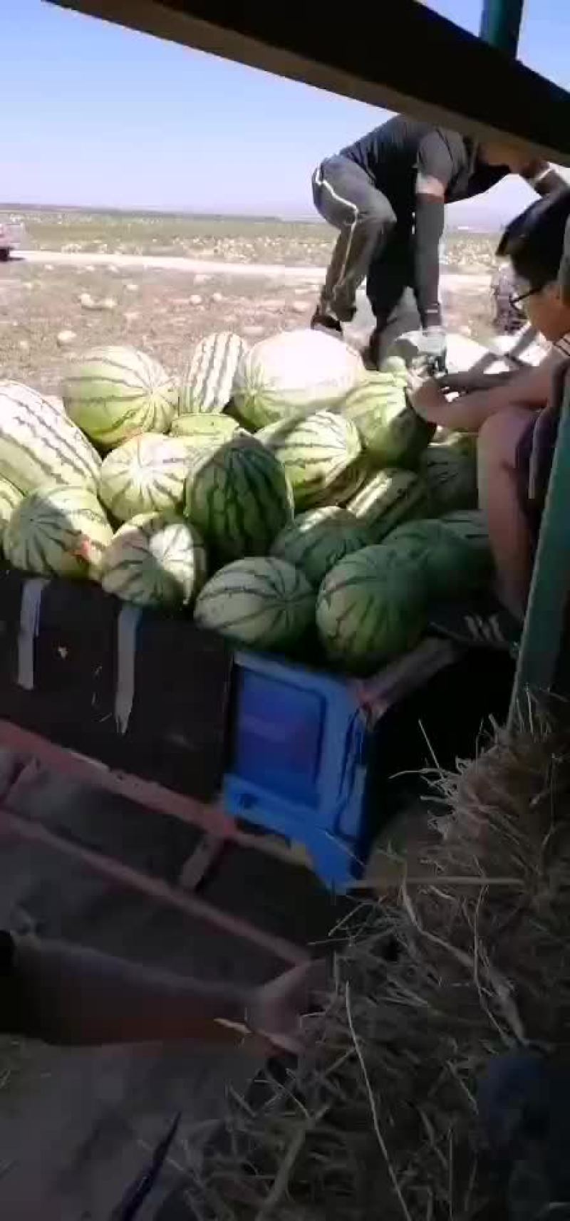 【热销中】宁夏硒砂瓜大量上市口感甜皮色漂亮