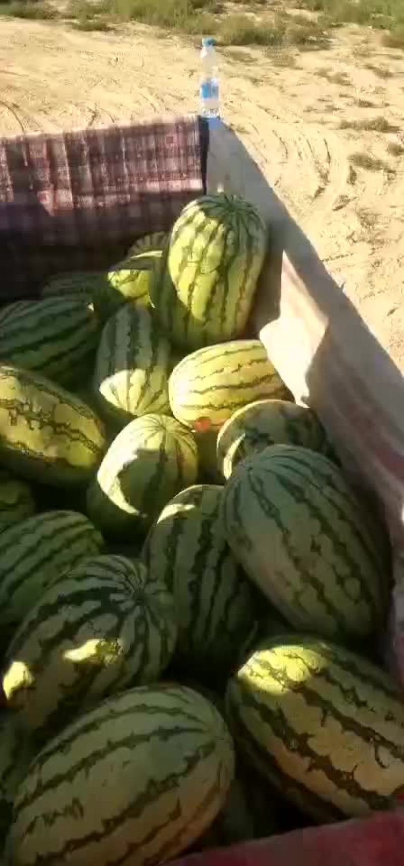 【热销中】宁夏硒砂瓜大量上市口感甜皮色漂亮