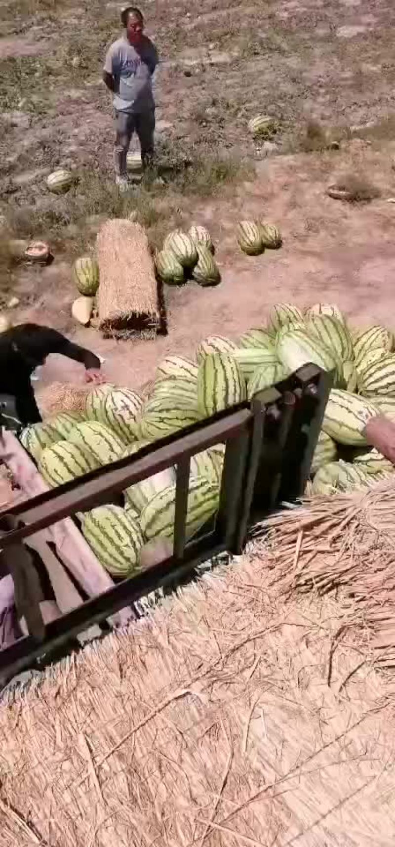 【热销中】宁夏硒砂瓜大量上市口感甜皮色漂亮