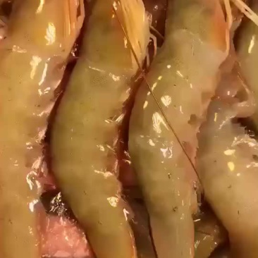 白虾