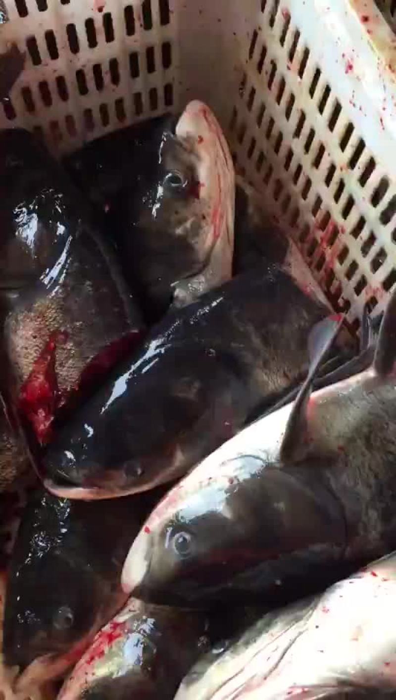 花莲鱼头
