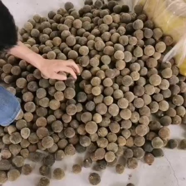 正宗化州橘红