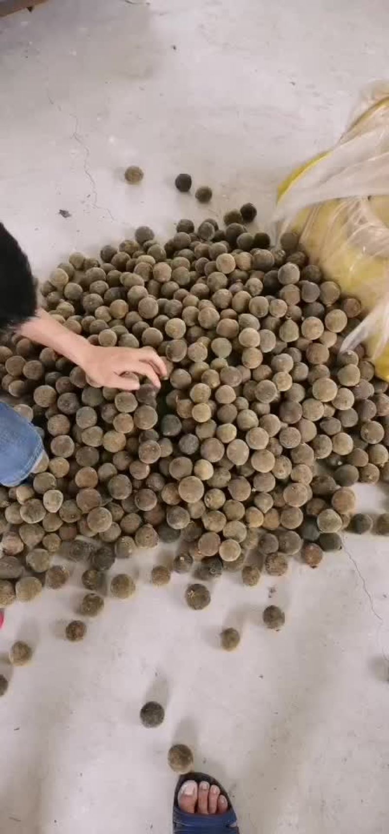 正宗化州橘红