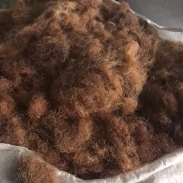 玉米须