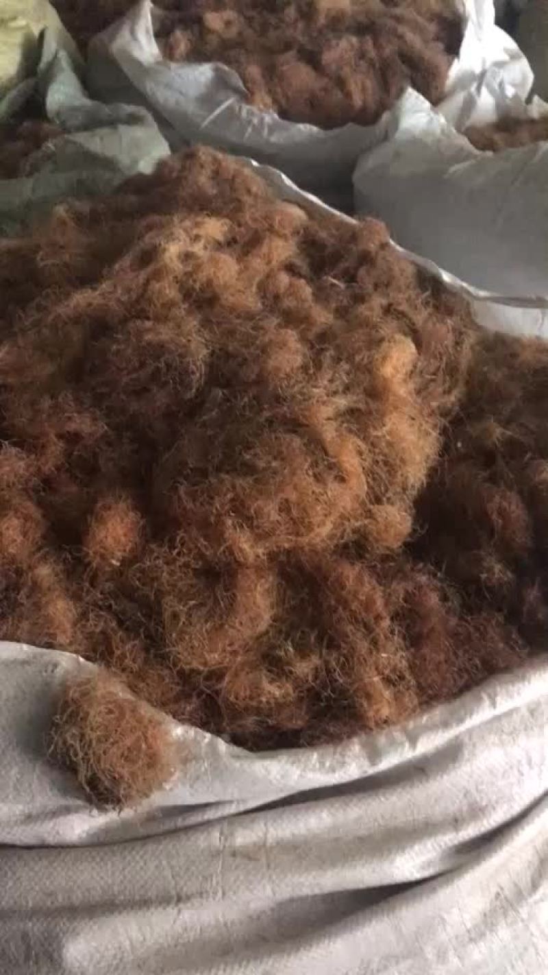 玉米须