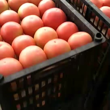 柿子
