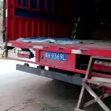 天天供应小葱！四季黑叶小香葱！大葱苗！