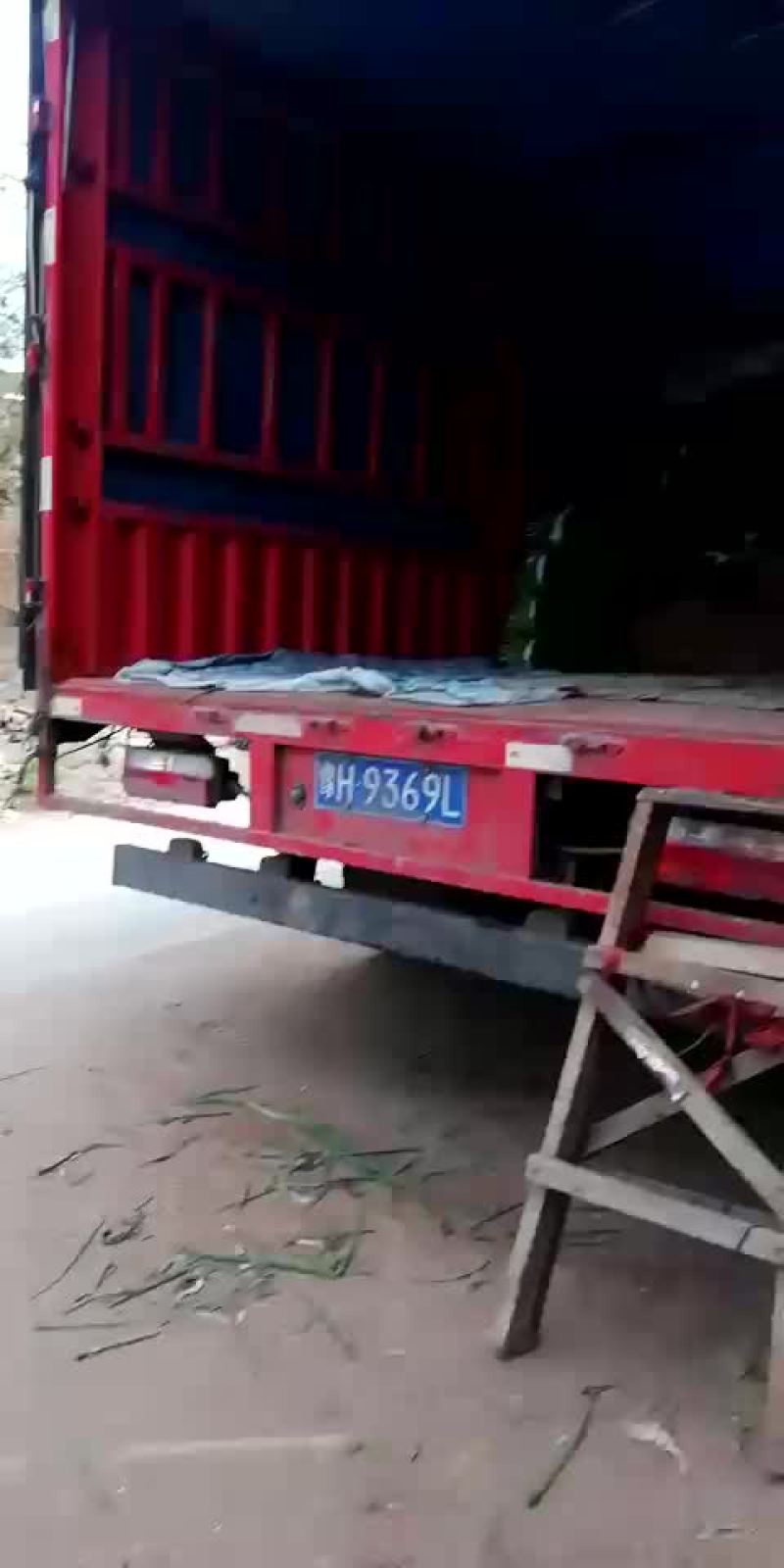 天天供应小葱！四季黑叶小香葱！大葱苗！
