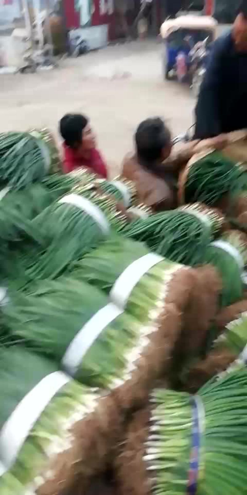 天天供应小葱！四季黑叶小香葱！大葱苗！