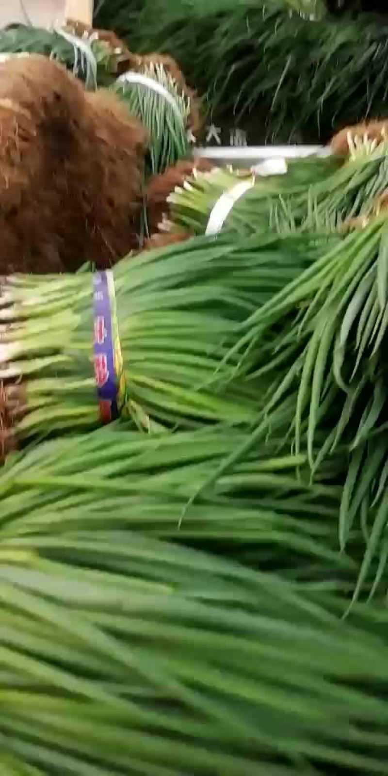 天天供应小葱！四季黑叶小香葱！大葱苗！
