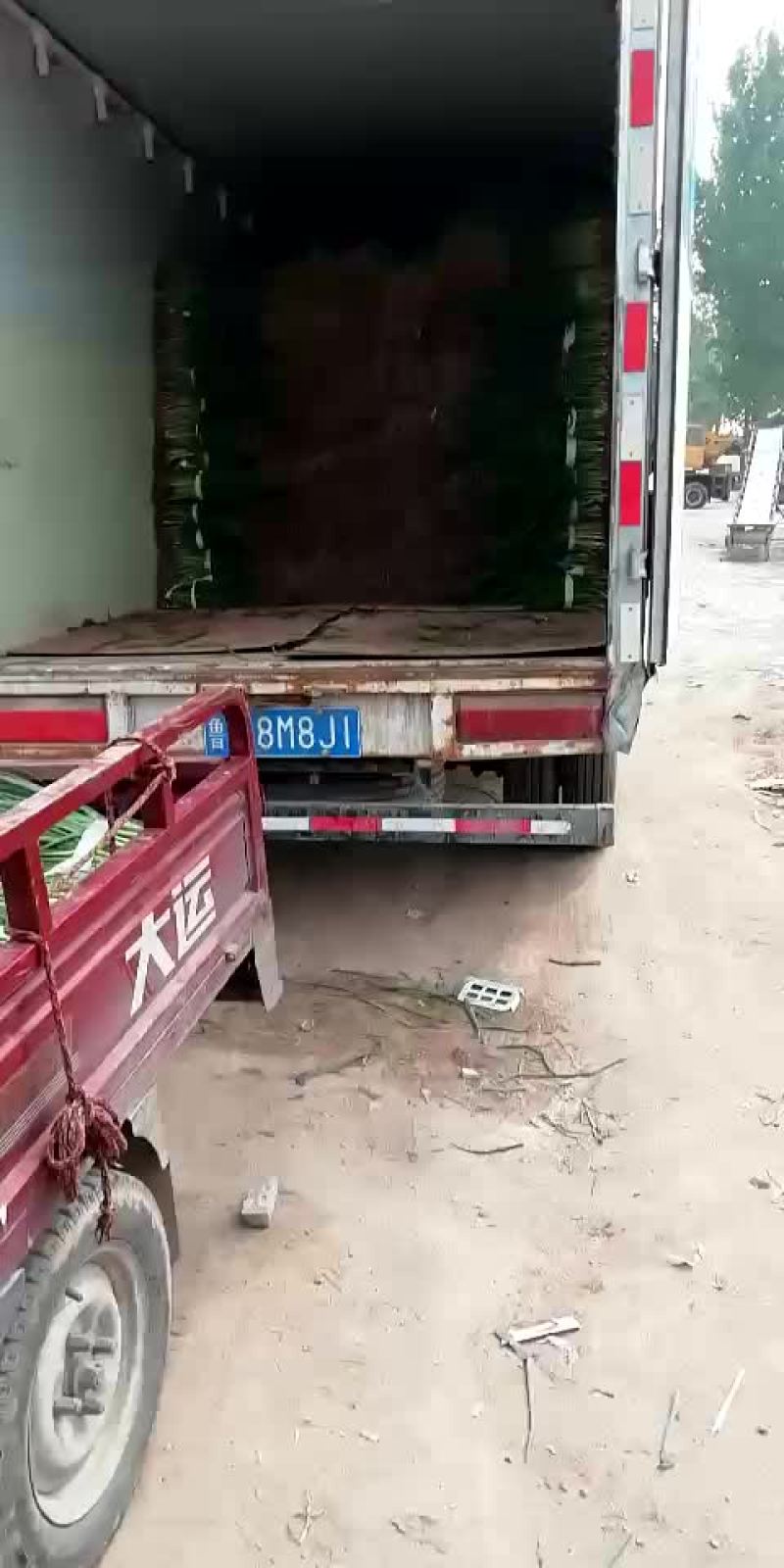 天天供应小葱！四季黑叶小香葱！大葱苗！