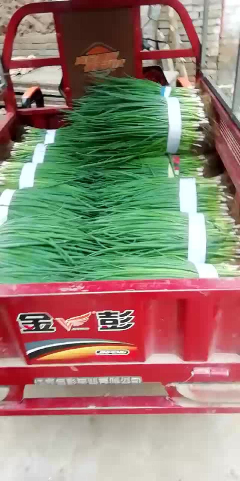 天天供应小葱！四季黑叶小香葱！大葱苗！