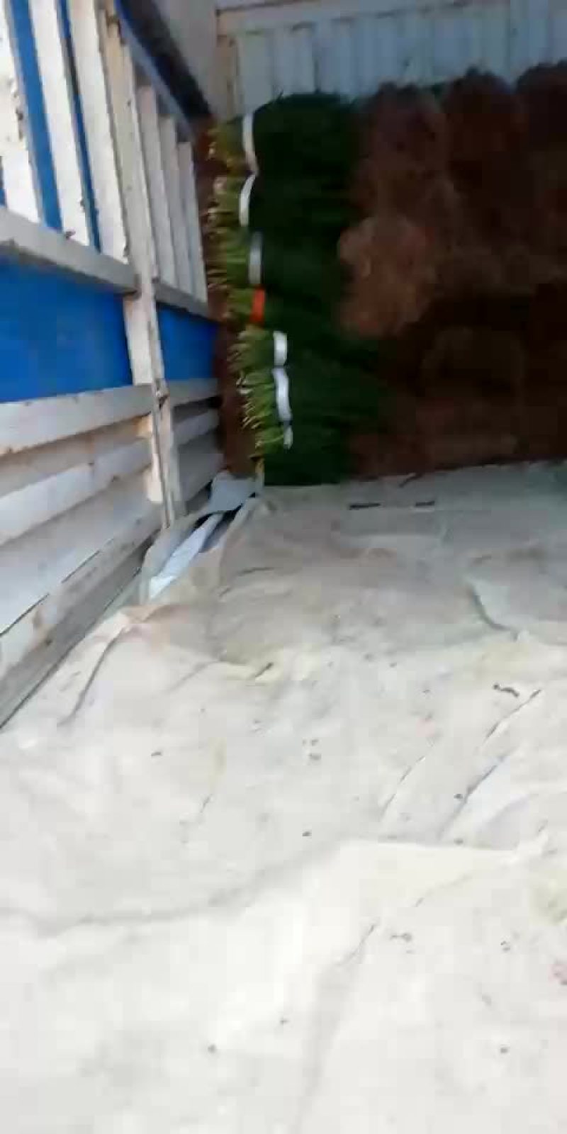 天天供应小葱！四季黑叶小香葱！大葱苗！