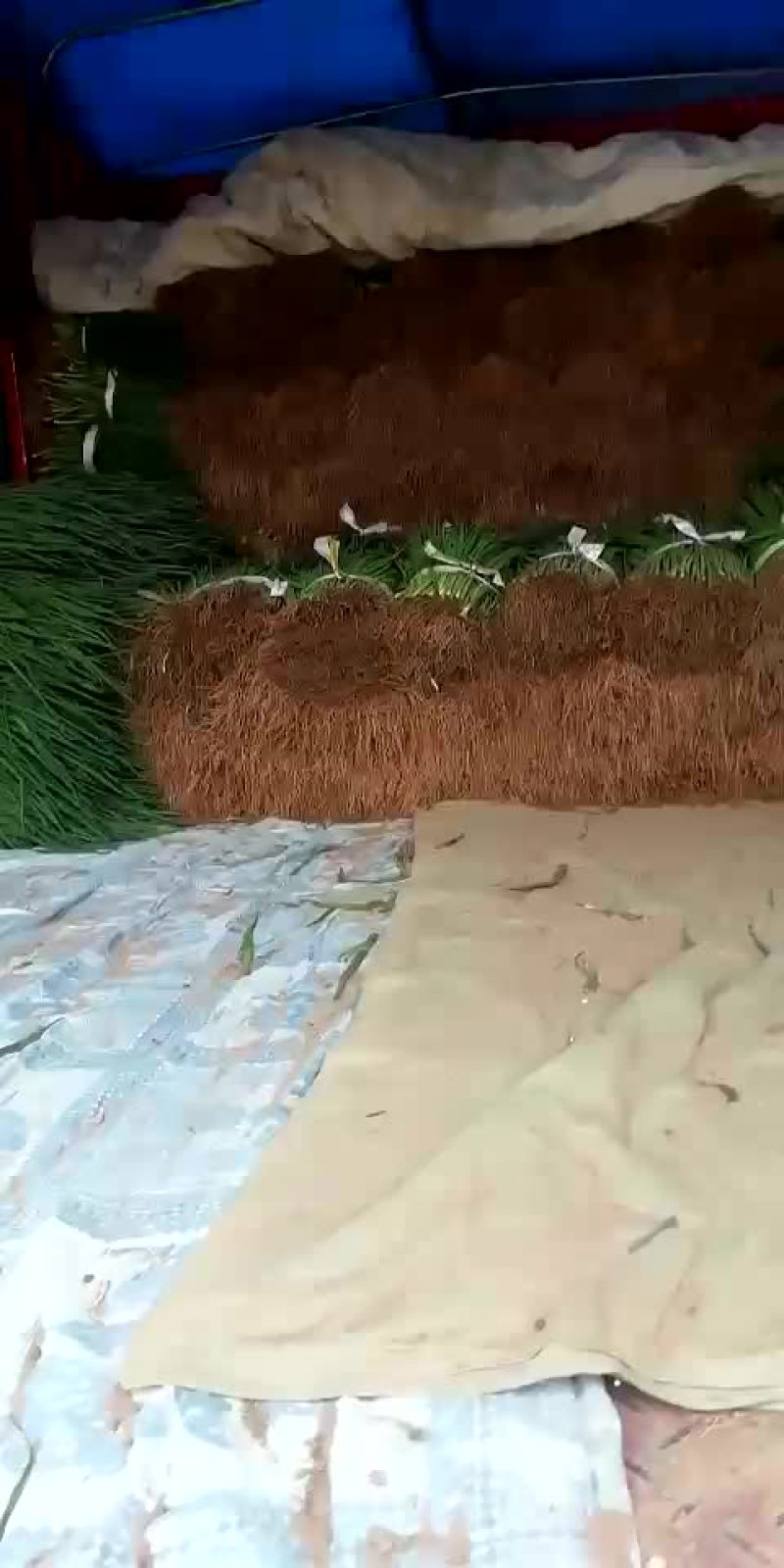 天天供应小葱！四季黑叶小香葱！大葱苗！