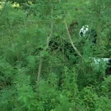 黑山羊种母羊小羊羔南江黄羊羔养殖基地