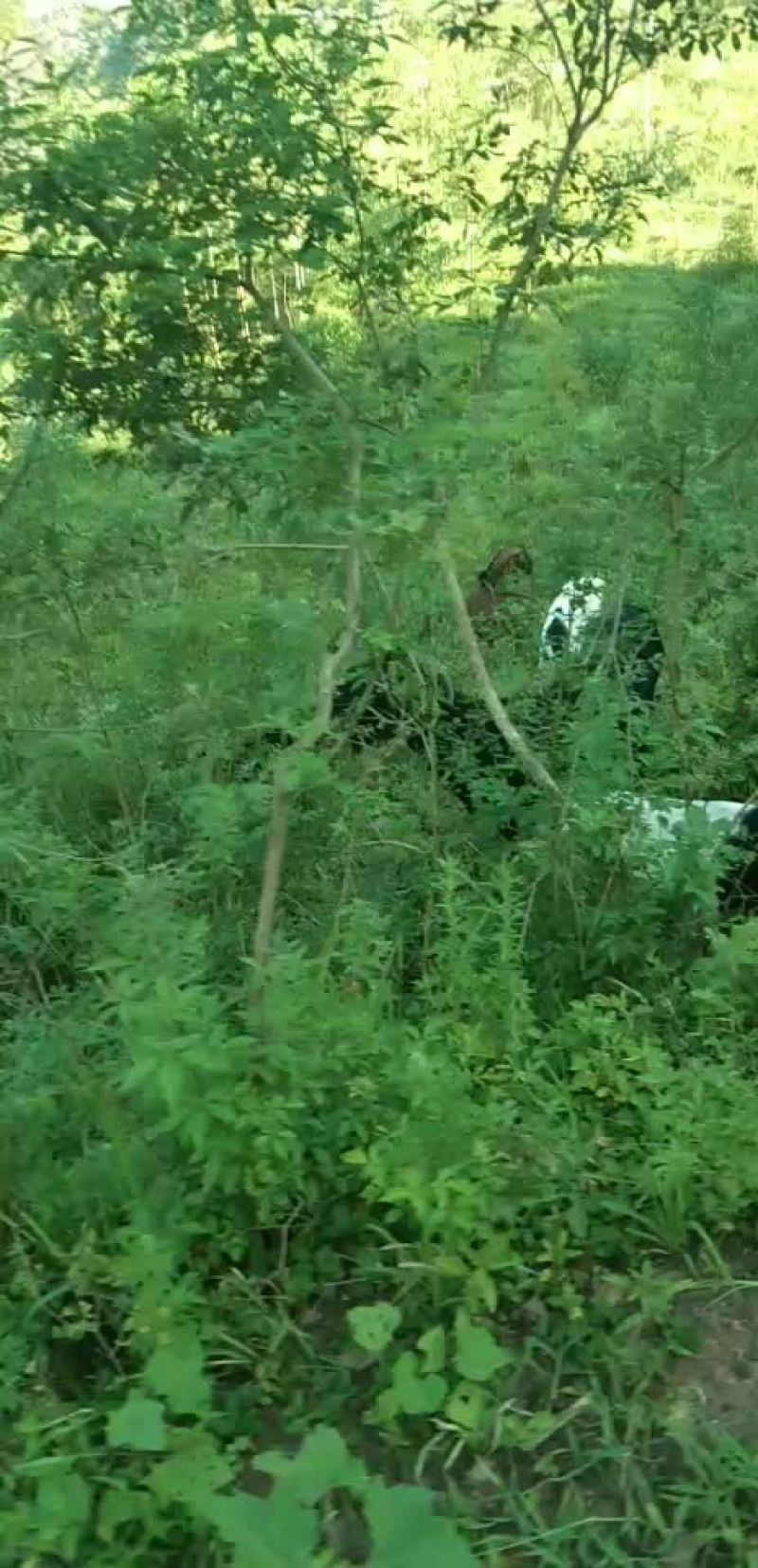黑山羊种母羊小羊羔南江黄羊羔养殖基地