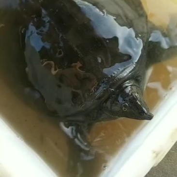 纯甲鱼来来来来来来来来来