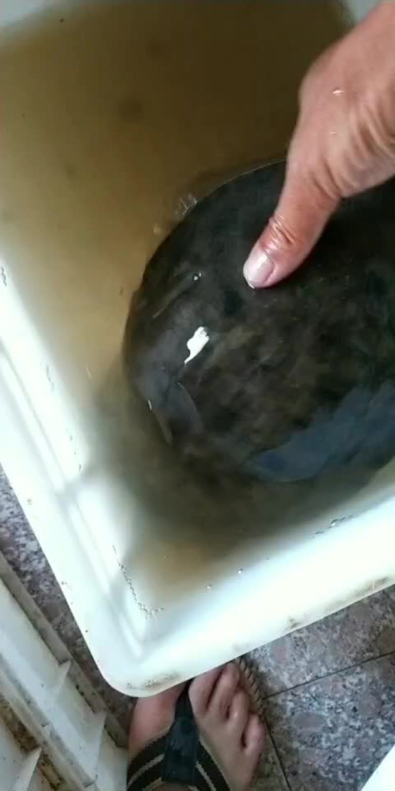 纯甲鱼来来来来来来来来来