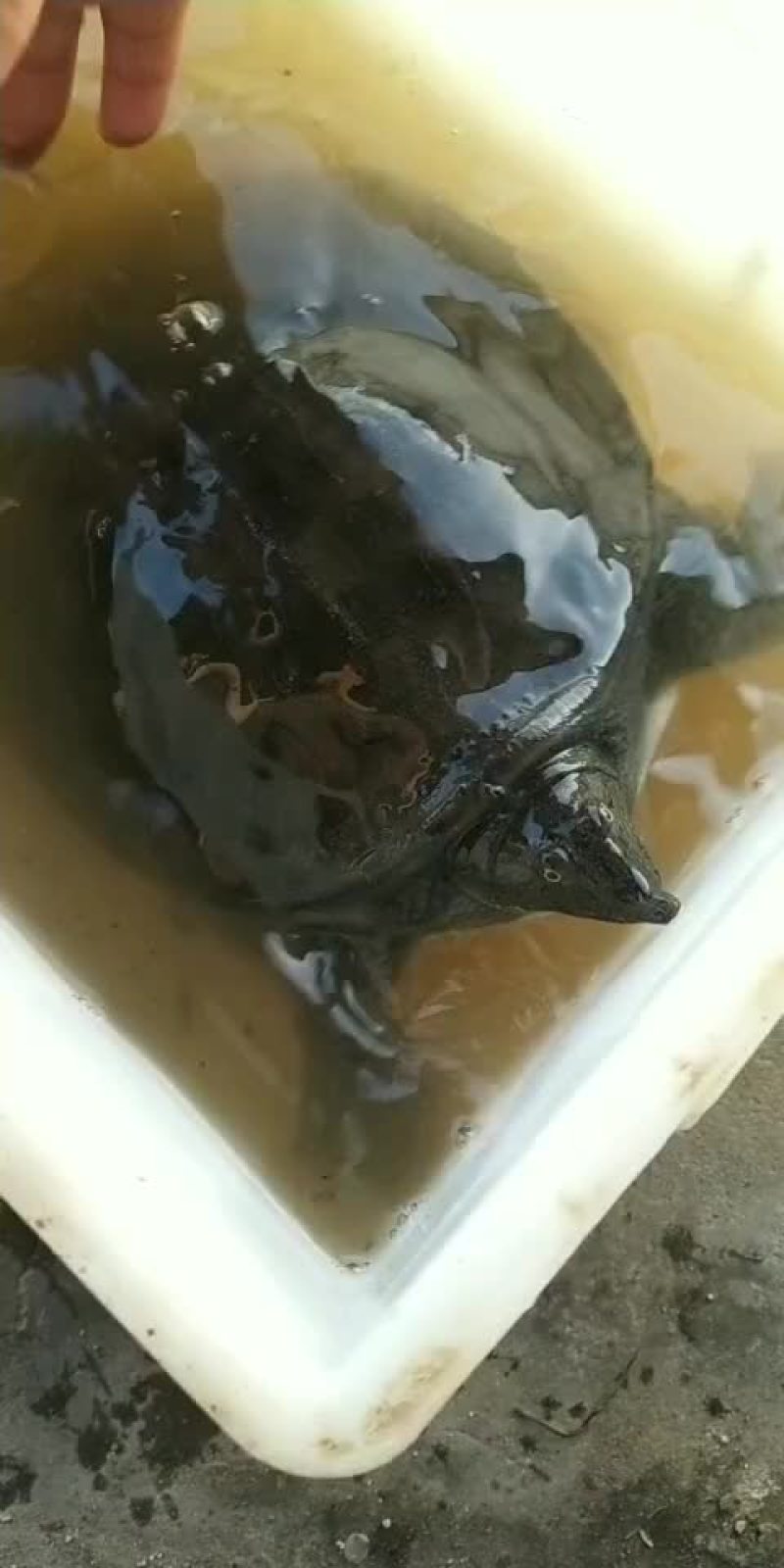纯甲鱼来来来来来来来来来
