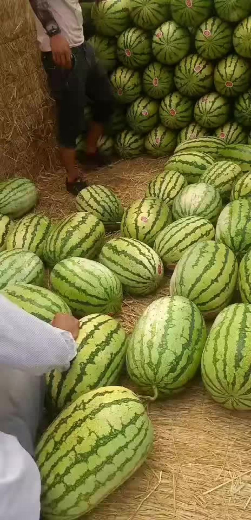 金花一号