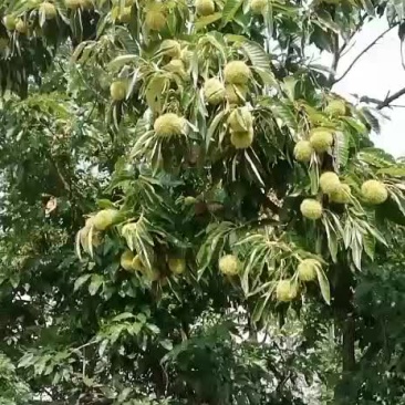 板栗苞