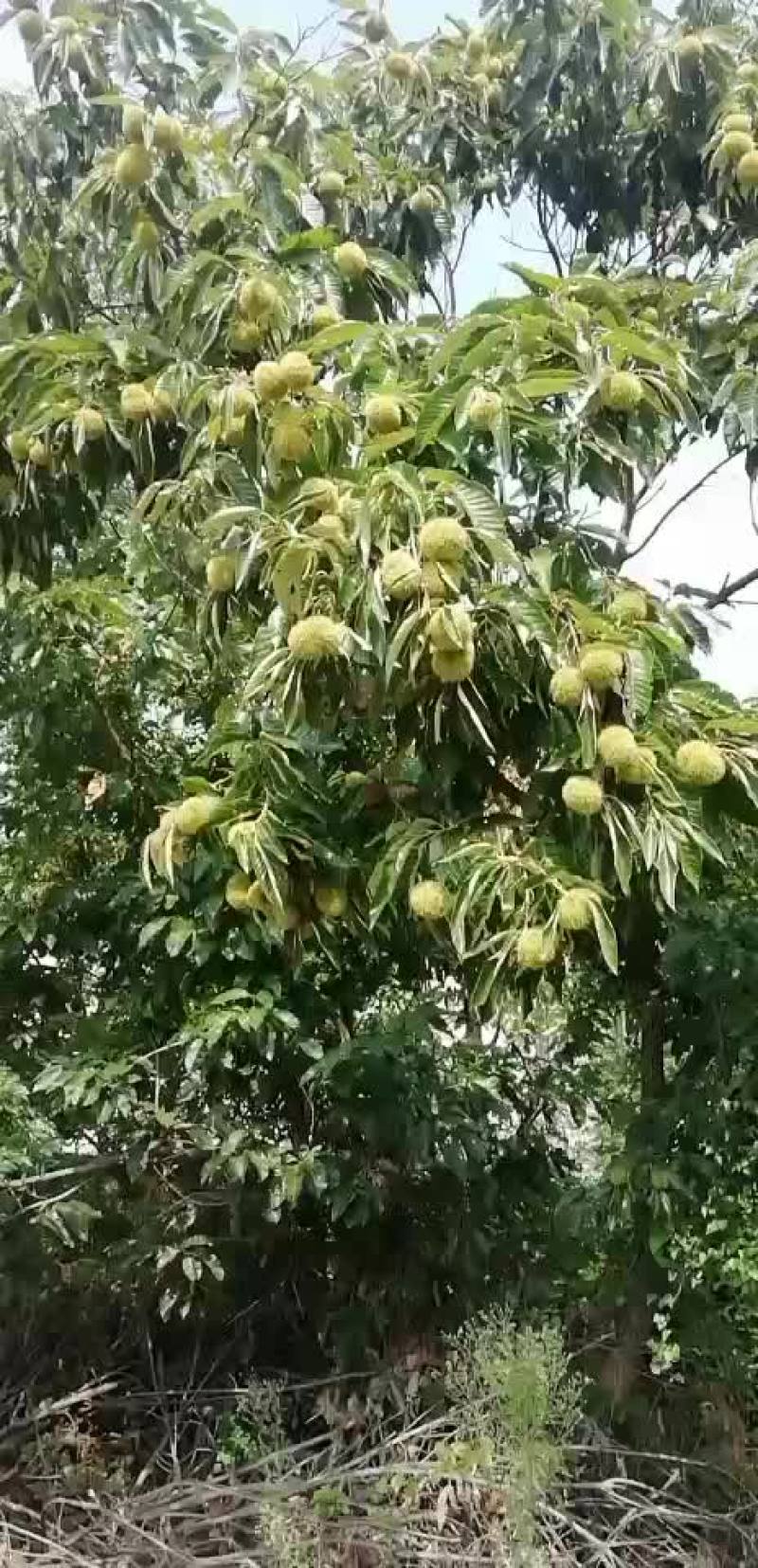 板栗苞