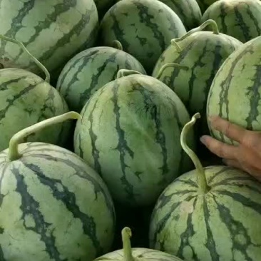 薄皮露天西瓜