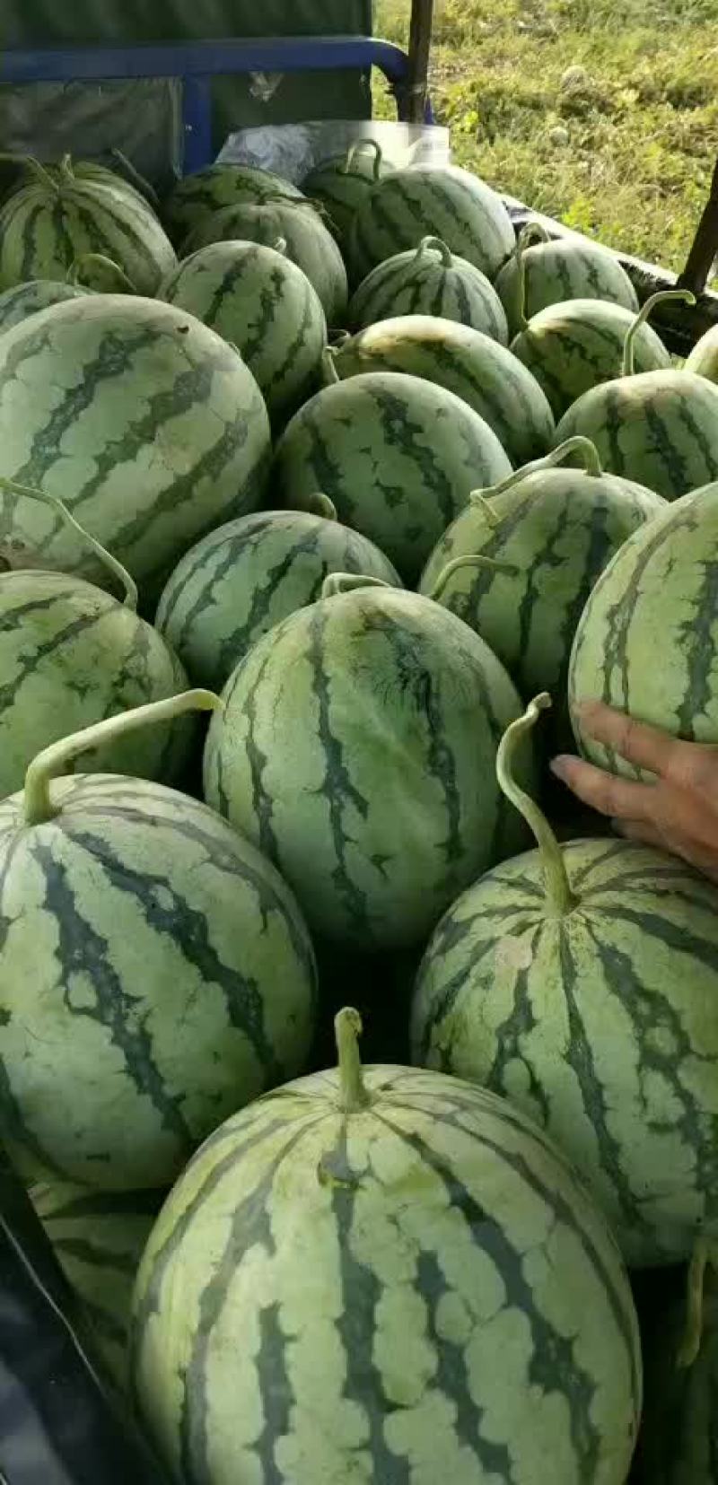 薄皮露天西瓜