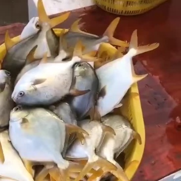 金昌鱼