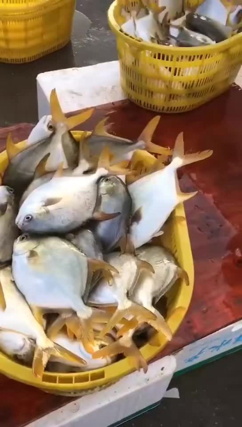 金昌鱼