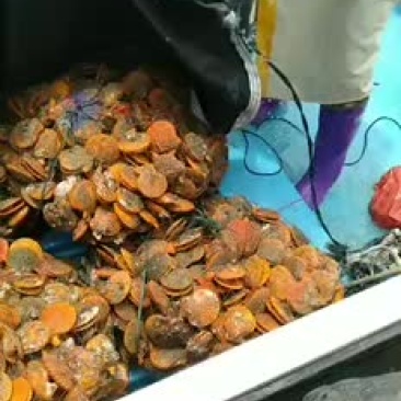 黄金扇贝全国批发零售