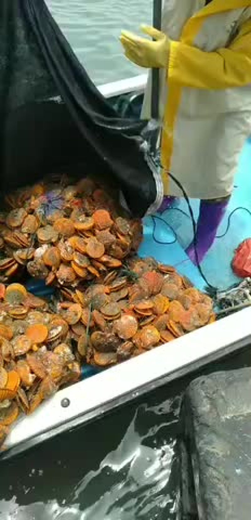 黄金扇贝全国批发零售