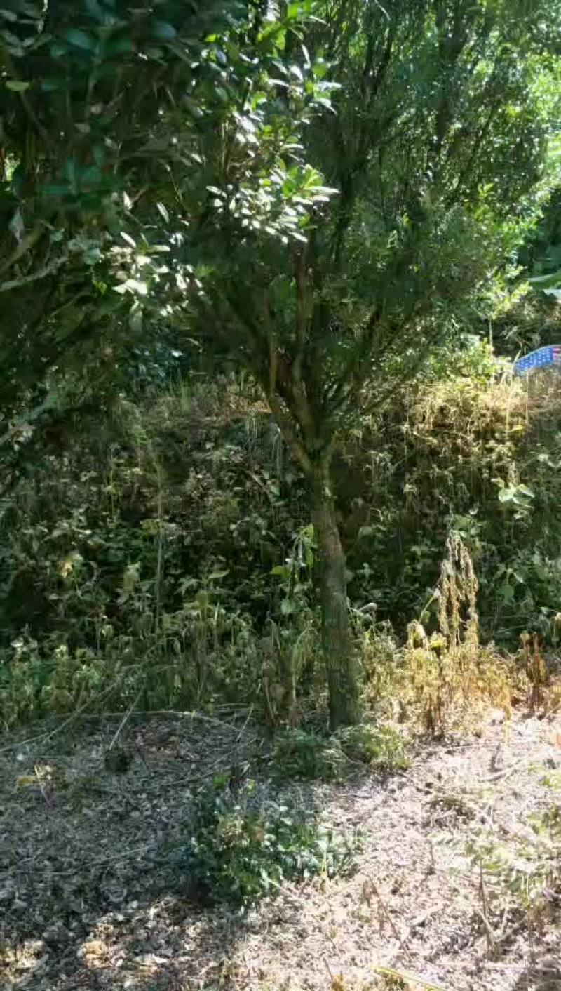 高杆雀舌黄杨