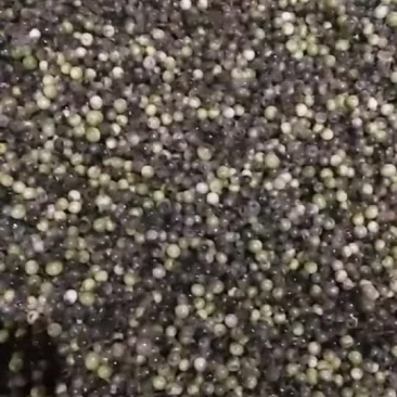 天冬鲜种