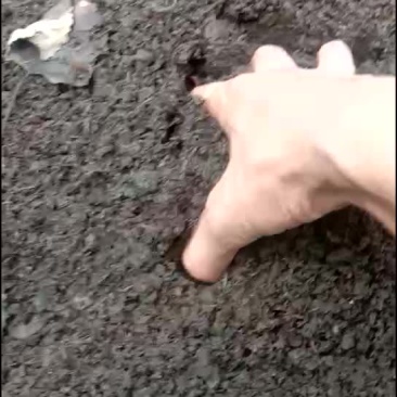 大中号活体蚯蚓