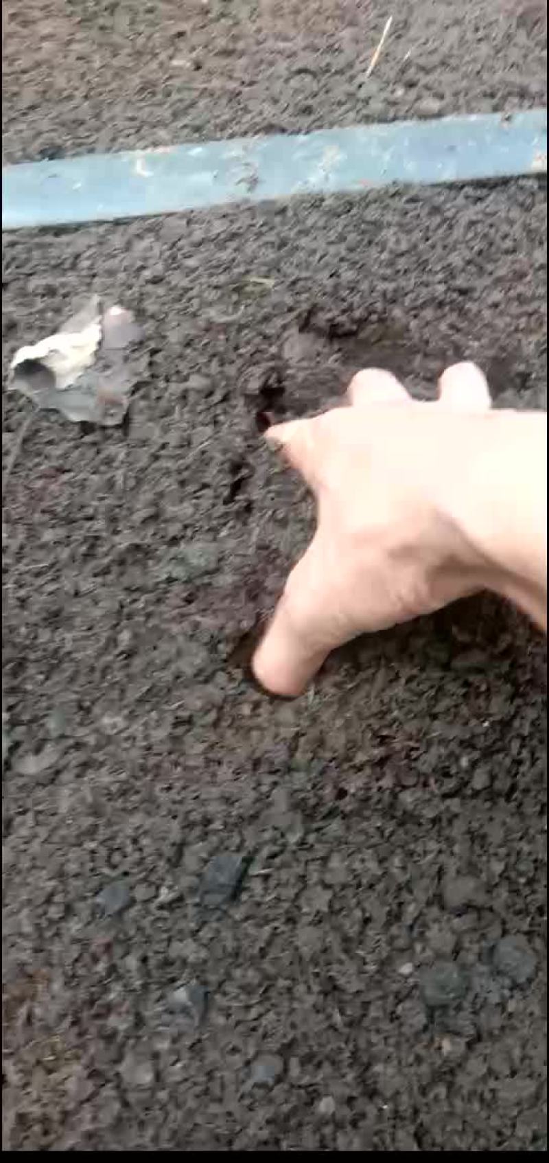 大中号活体蚯蚓