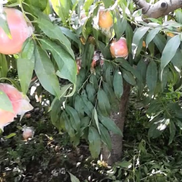 毛桃