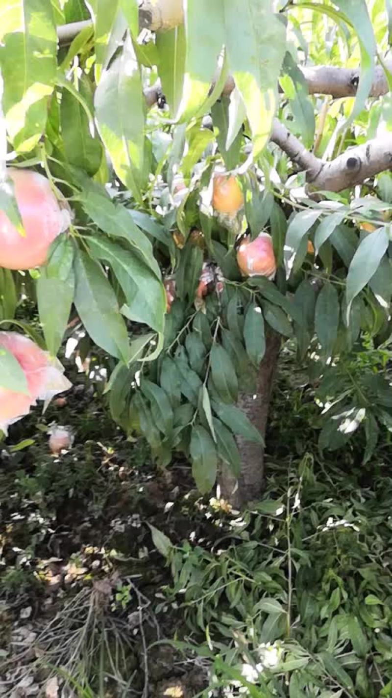 毛桃