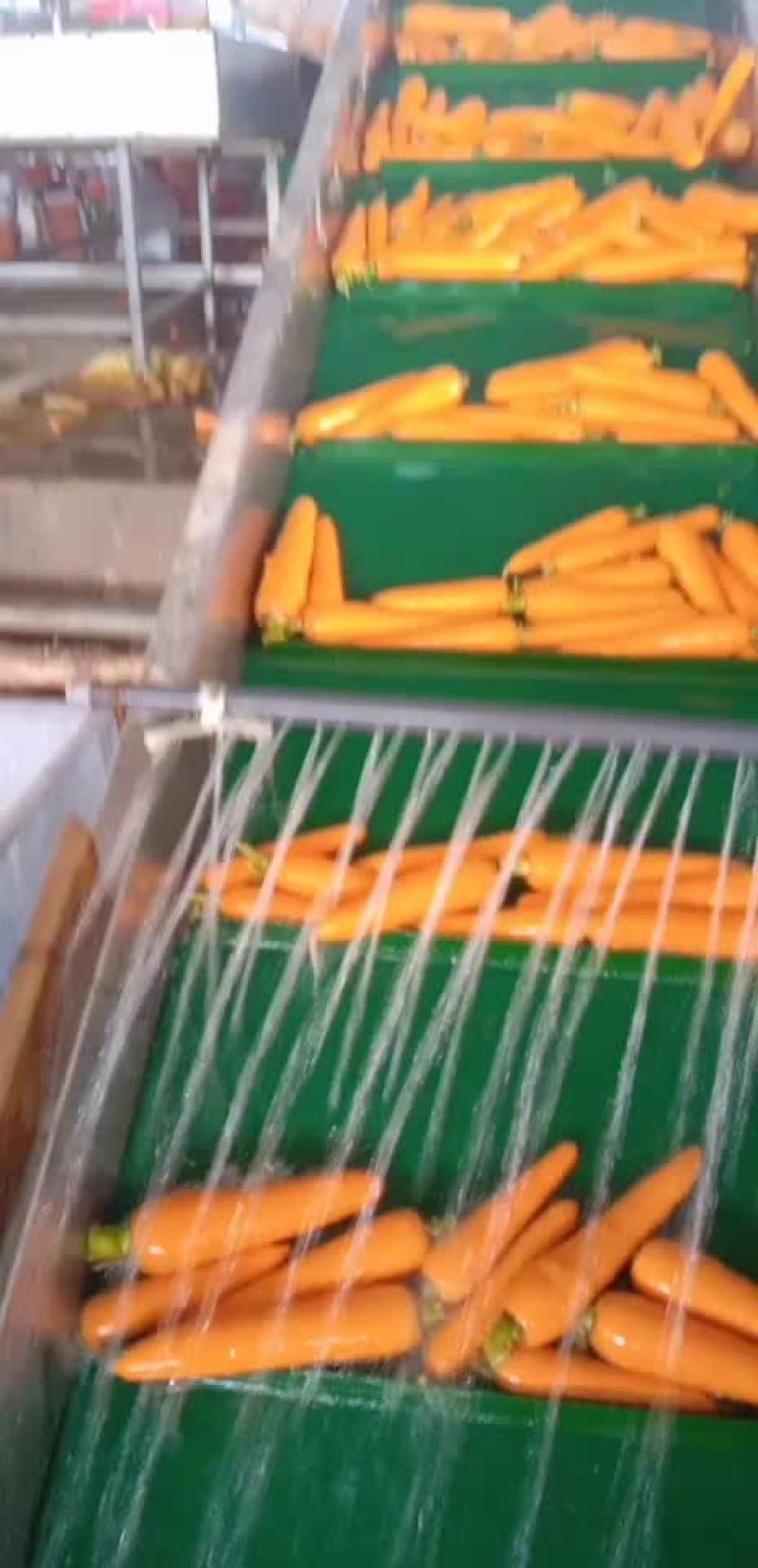红罗卜上事