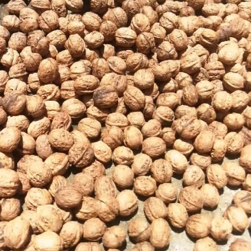 大优一号后期干果油水好