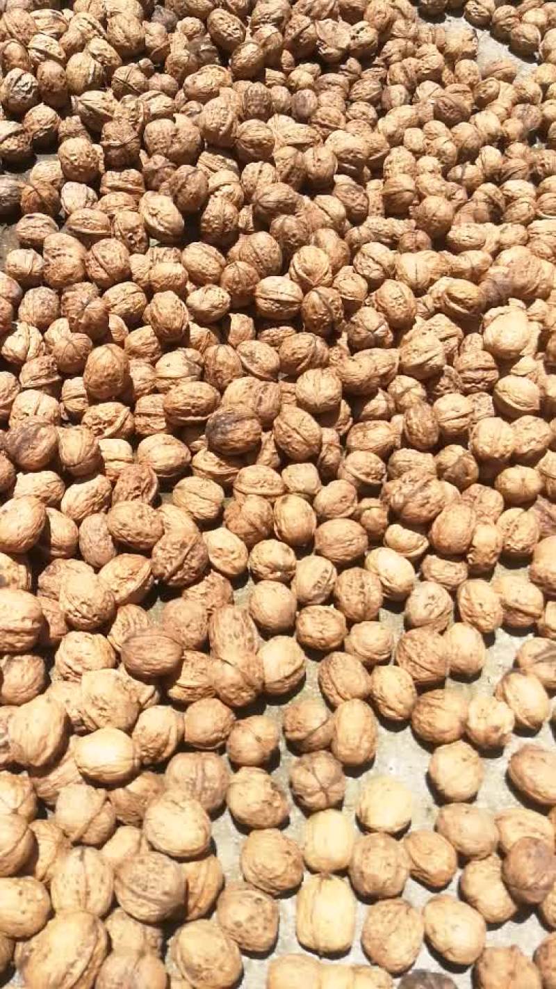 大优一号后期干果油水好