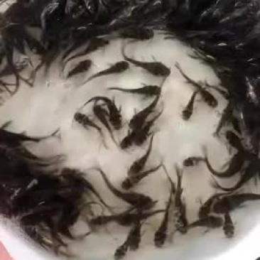 黄骨鱼苗